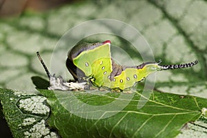 A Puss Moth Caterpillar Cerura vinulais resting on an Aspen tree leaf Populus tremula in woodland just after it has shed its s