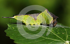 A Puss Moth Caterpillar Cerura vinulais resting on an Aspen tree leaf Populus tremula in woodland just before it sheds its ski