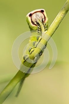 Puss Moth caterpillar eating leaf