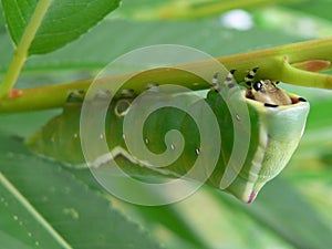 Puss moth caterpillar on williw - Cerura vinula