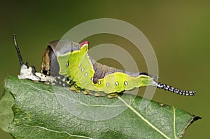 A Puss Moth CaterpillarA Puss Moth Caterpillar Cerura vinulais resting on an Aspen tree leaf Populus tremula in woodland just