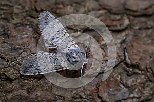 Puss Moth - Cerura vinula