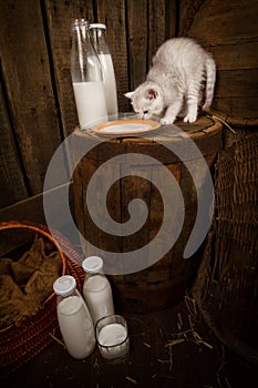 cat with milk