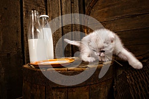 cat with milk