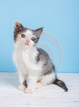 A sits on a white table