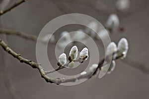 Pussy-willow