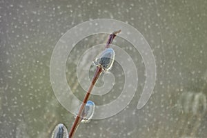 Pussy willow branch on a background of water in the spring