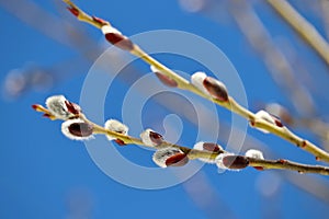 Pussy willow on the branch on blue sky background