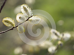 Pussy willow branch with catkins