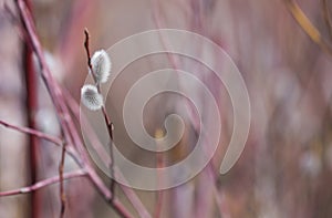 Pussy-willow branch with catkins on blue sky background, spring Easter background