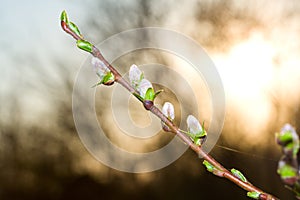 Pussy-willow branch at dawn