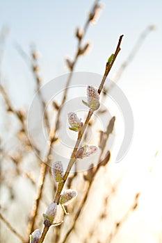 Pussy-willow branch at dawn