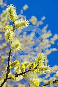 Pussy-willow branches against the blue sky