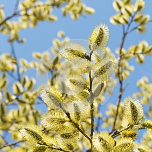 Pussy willow branches background, close-up. Willow twigs with catkins on blue. Square format