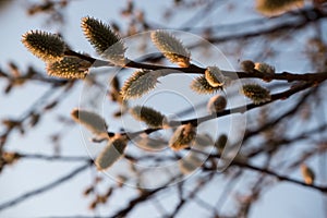 Pussy willow branches background, close-up. Willow twigs with catkins. Spring easter pussy willow