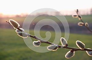 Pussy willow branches background, close-up. Willow twigs with catkins. Spring easter pussy willow