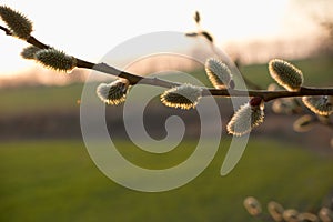 Pussy willow branches background, close-up. Willow twigs with catkins. Spring easter pussy willow branches on sunset