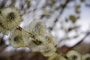 Pussy willow branches background, close-up. Willow twigs with catkins. Spring  pussy willow branches