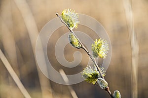 Pussy willow branches in bloom, spring background