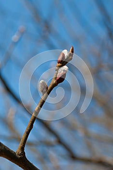 Pussy-willow branches with catkins