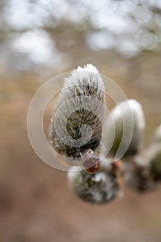 Pussy-willow branches with catkins in early spring