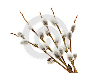 willow catkins