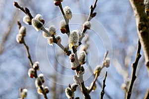 Pussy-willow, the first spring source of pollen, a protein food for bees. photo