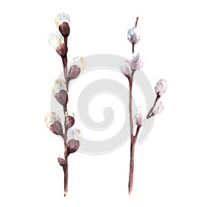 Pussy willow flowering branch set Spring plant Easter Palm Sunday watercolor hand drawn illustration