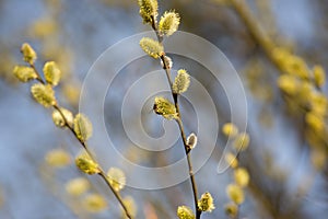 Pussy-willow