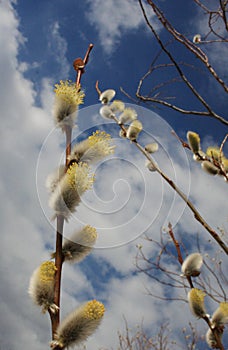 Pussy willow flowers on the branch, blooming verba