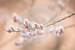 Pussy-willow holiday, background photo