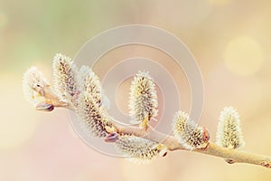 Pussy-willow holiday, spring background