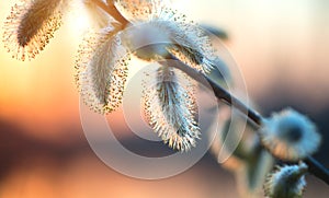 Pussy willow with open fluffy yellow buds over sunset spring nature background. Blooming spring willow flowers backdrop photo