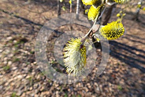 Pussy willow Salix caprea branch with fluffy buds blossoming in early spring