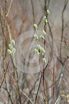 Willow (Salix discolor) photo