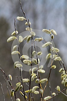 Willow (Salix discolor) photo