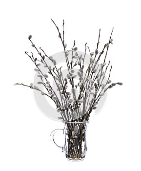 Pussy willow sallows, osiers in a glass vessel on a white background