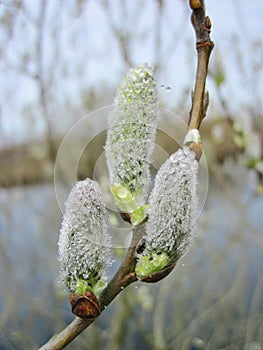 willow in spring