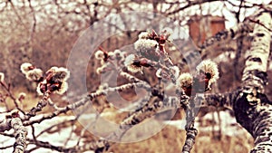 Blossoming willow tree