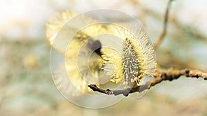 A pussy willow stem close-up in the breeze. Fluffy blossoms on a blurred background