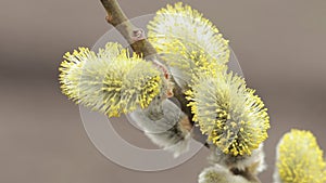 A pussy willow stem close-up. Salix caprea or goat willow