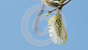Pussy willow stem salix caprea or goat willow branches with yellow catkins. Bright yellow pollens.
