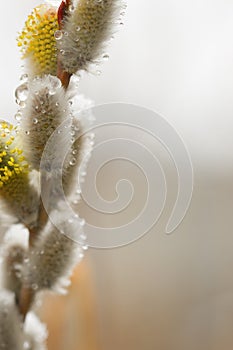 Pussy-willow with thawn snow