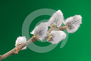 willow tree buds