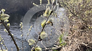 Pussy willow trees, salix caprea, nearby the river lainsitz