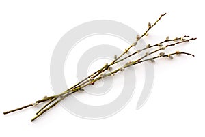 Willow twigs isolated on white photo