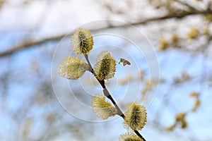 Pussy willow Yellow style macro shot of blossoming pussy willow