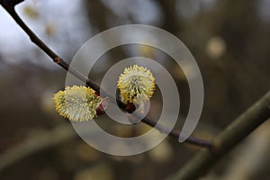 Pussy willow Yellow style macro shot of blossoming pussy willow