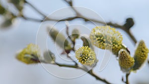 Pussy willows bloom in spring. First days of spring. Salix caprea.