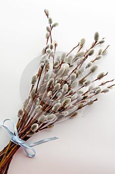 Pussy willows branches  on a white background